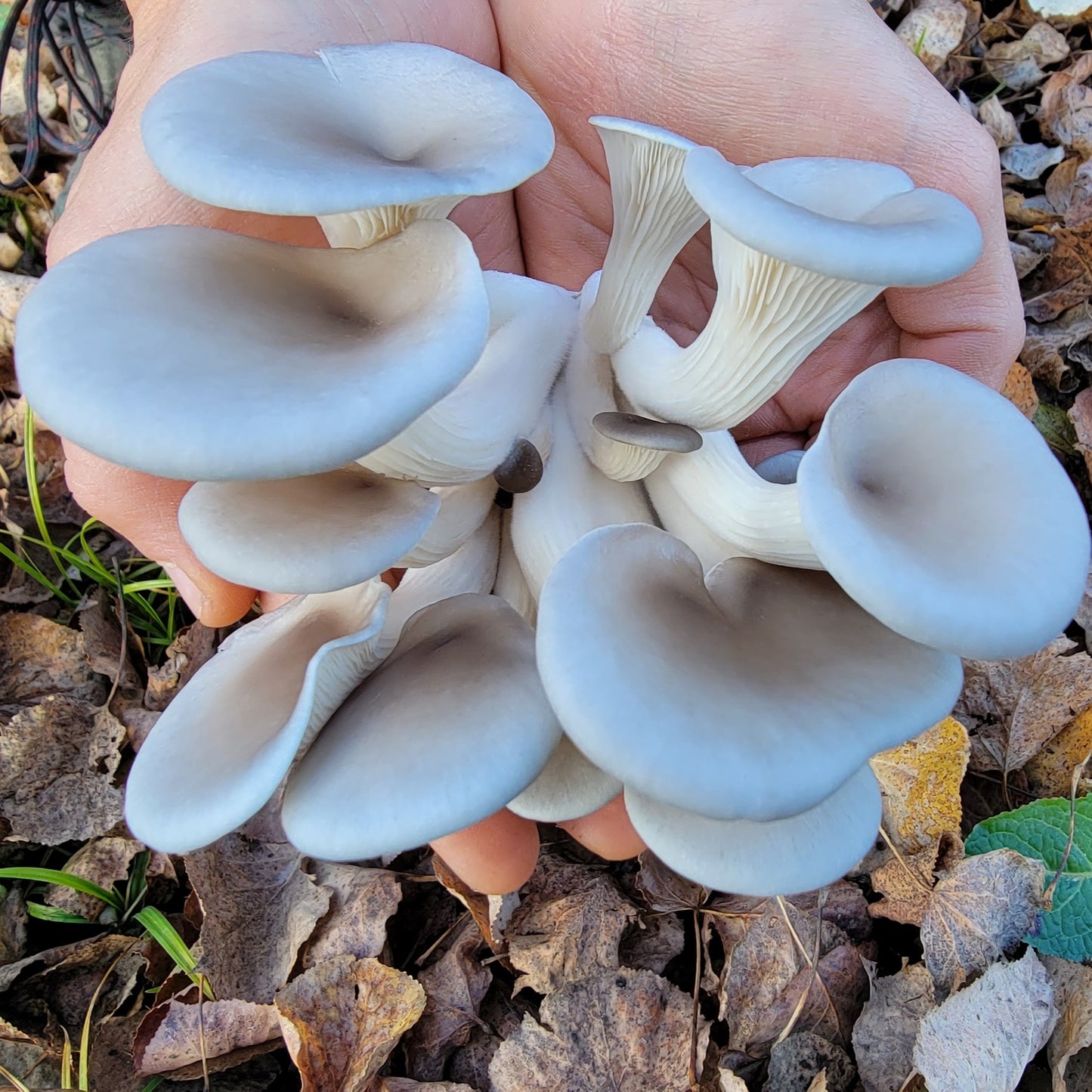 Champignon - Pleurote