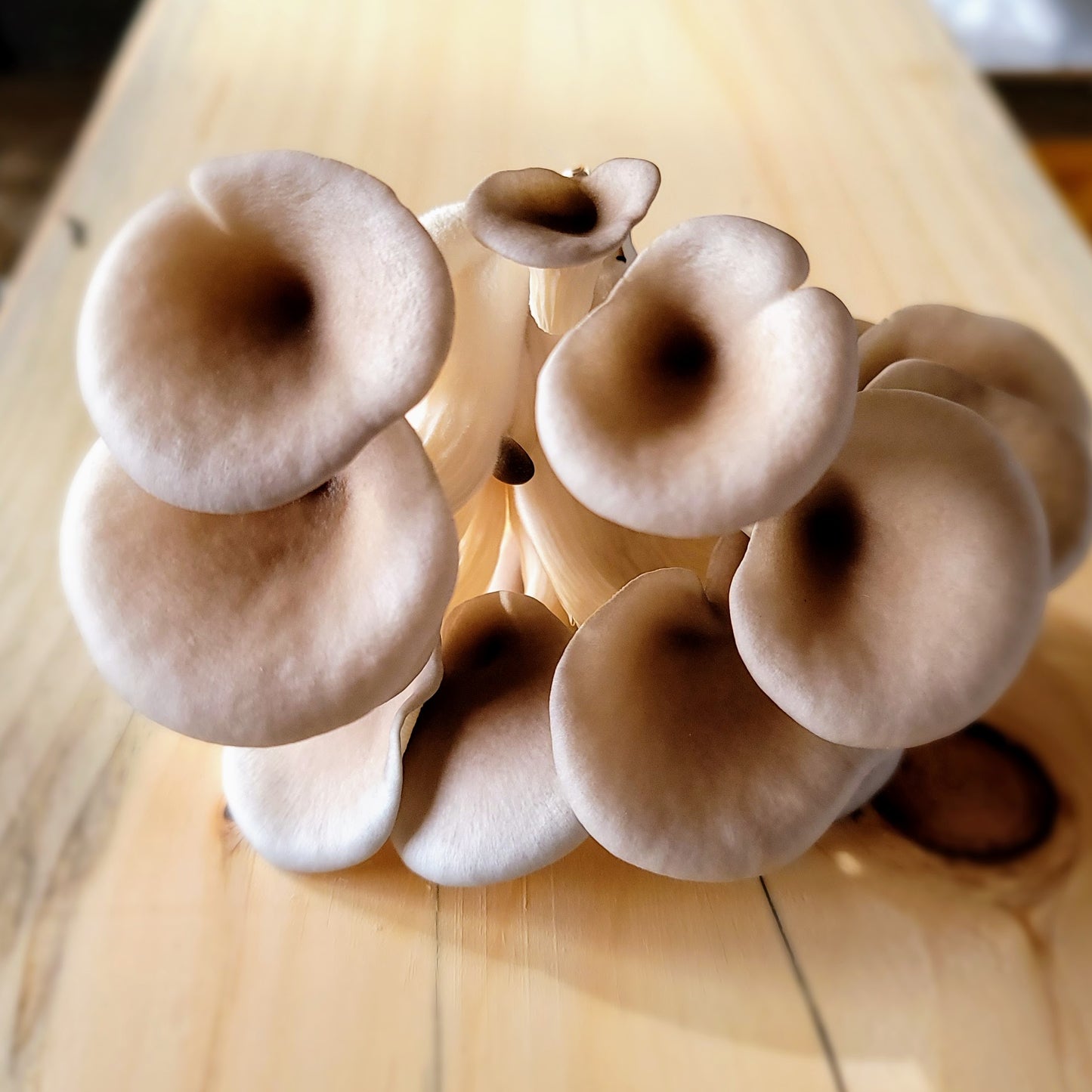 Champignon - Pleurote