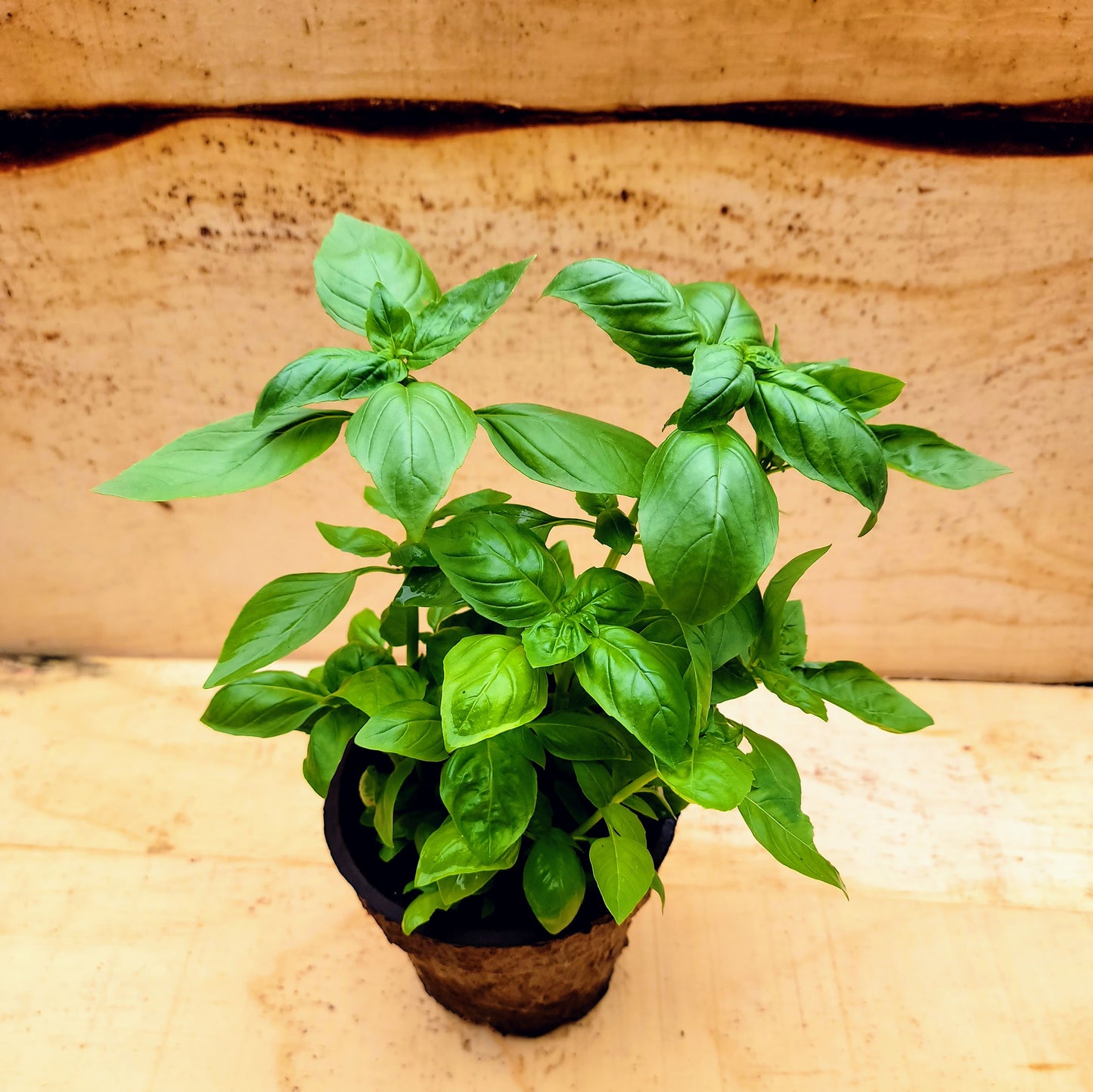 Basilic - Pot