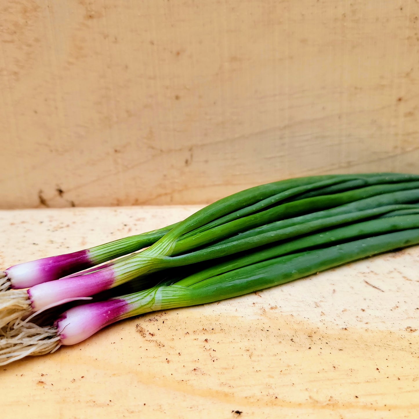 Oignons verts