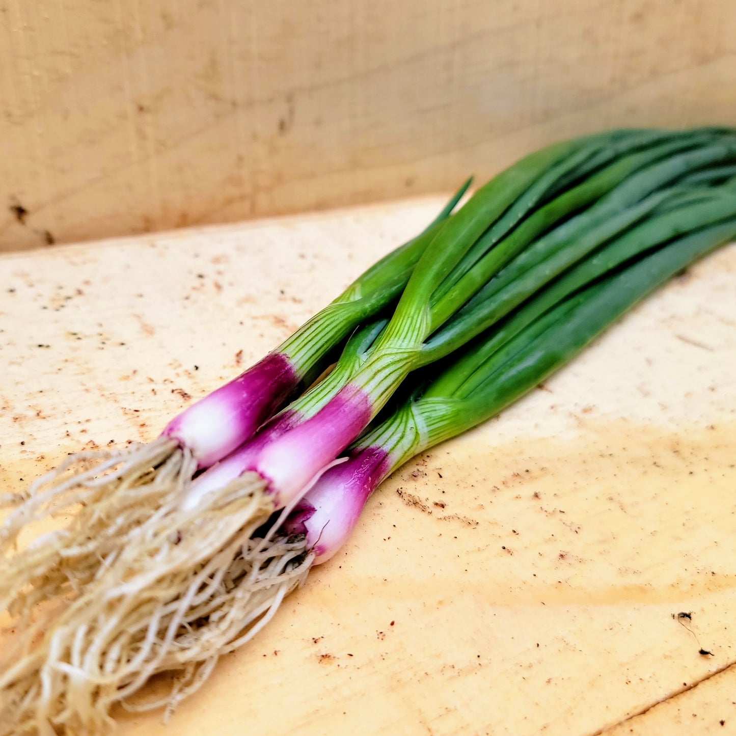 Oignons verts