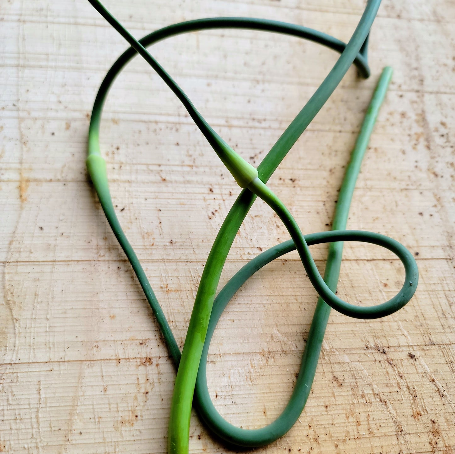 Hampe d'ail (fleur)