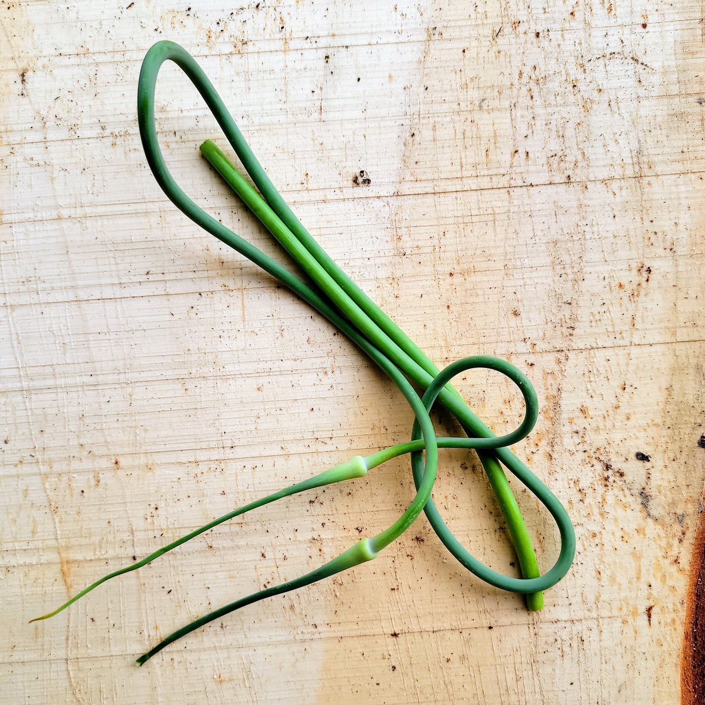 Hampe d'ail (fleur)