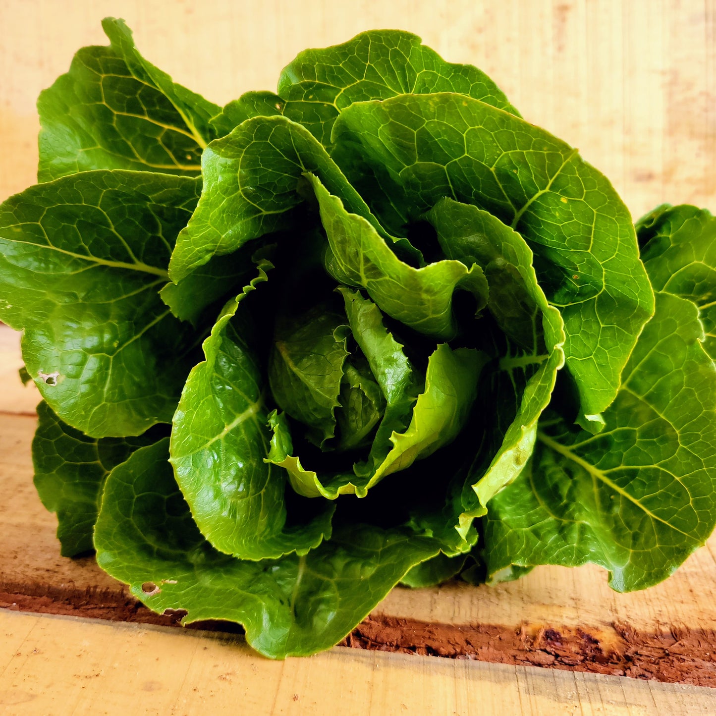 Laitue - Romaine
