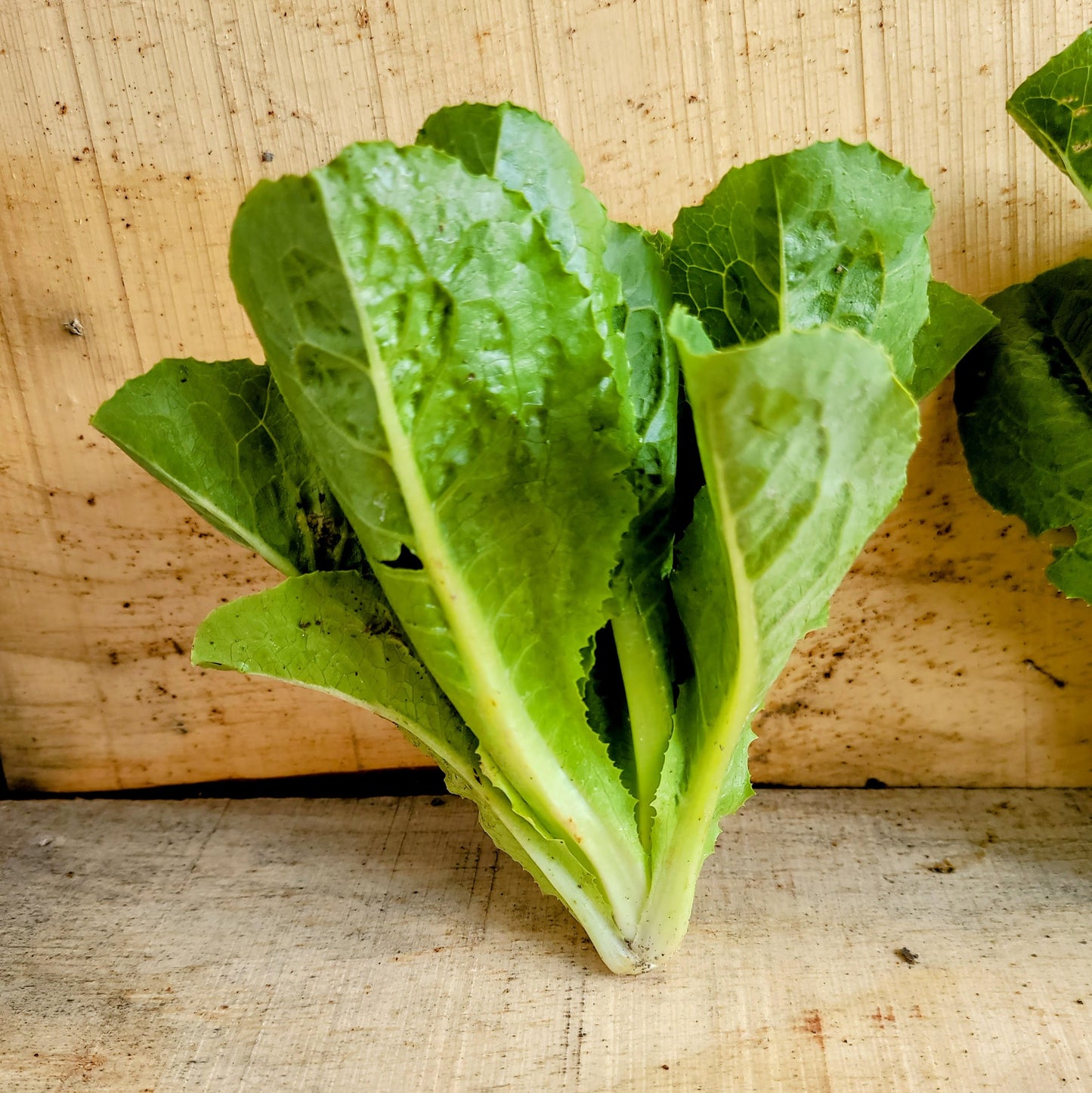 Laitue - Romaine