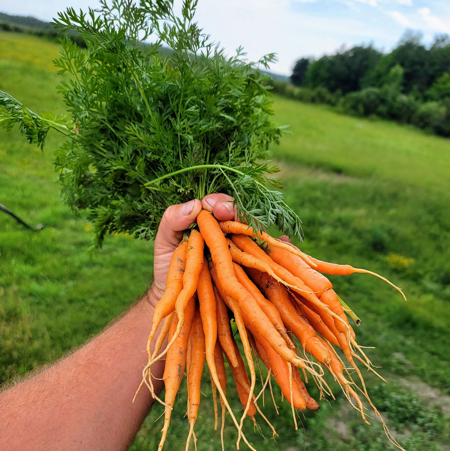 Carottes - En botte