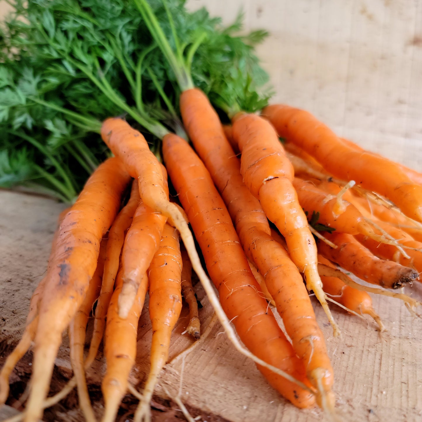 Carottes - En botte