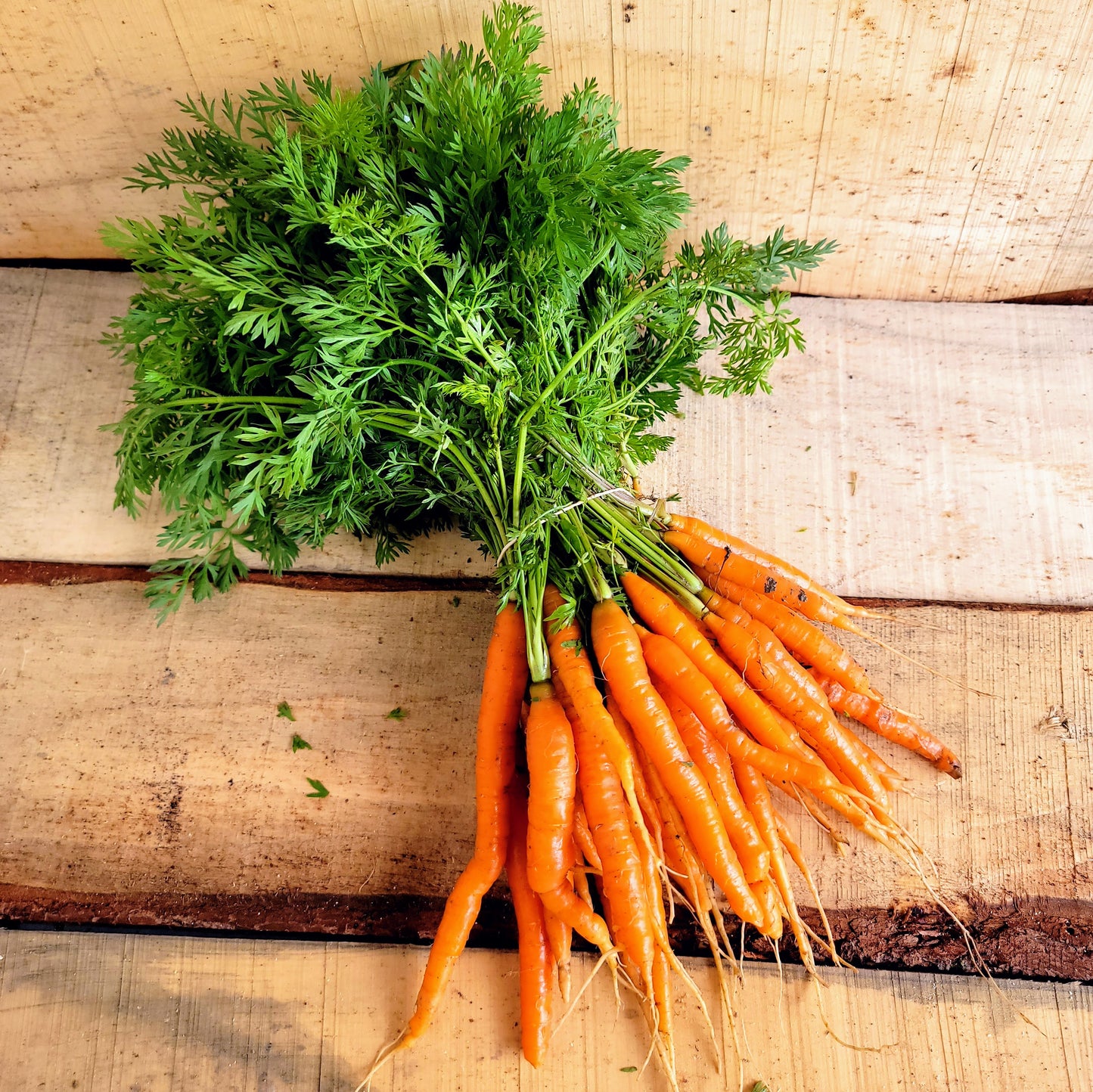 Carottes - En botte