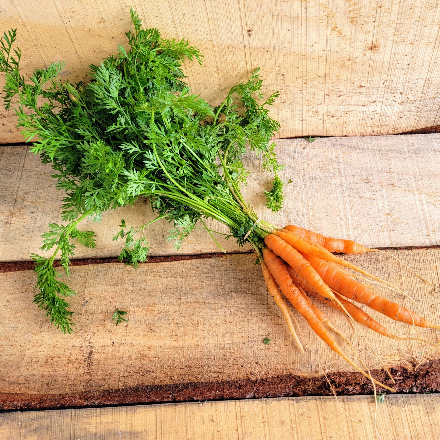 Carottes - En botte
