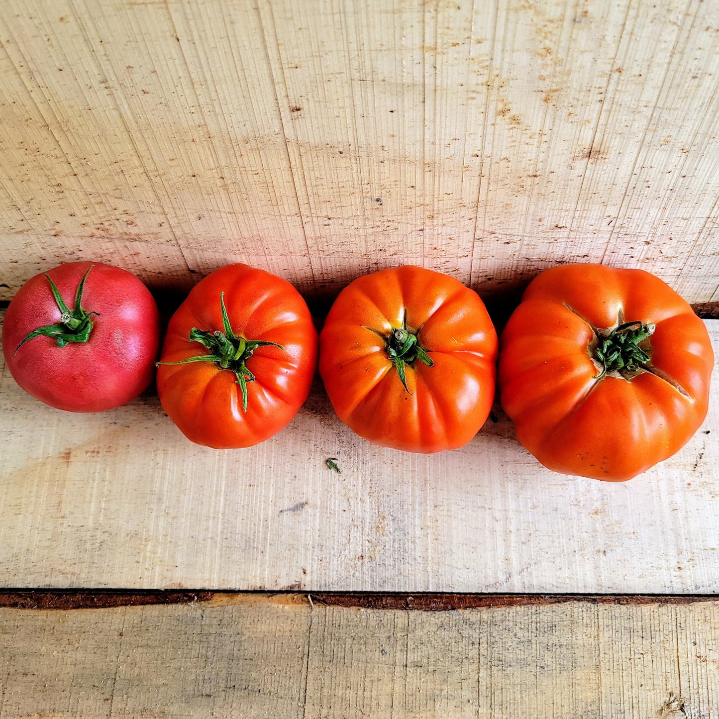 Tomate