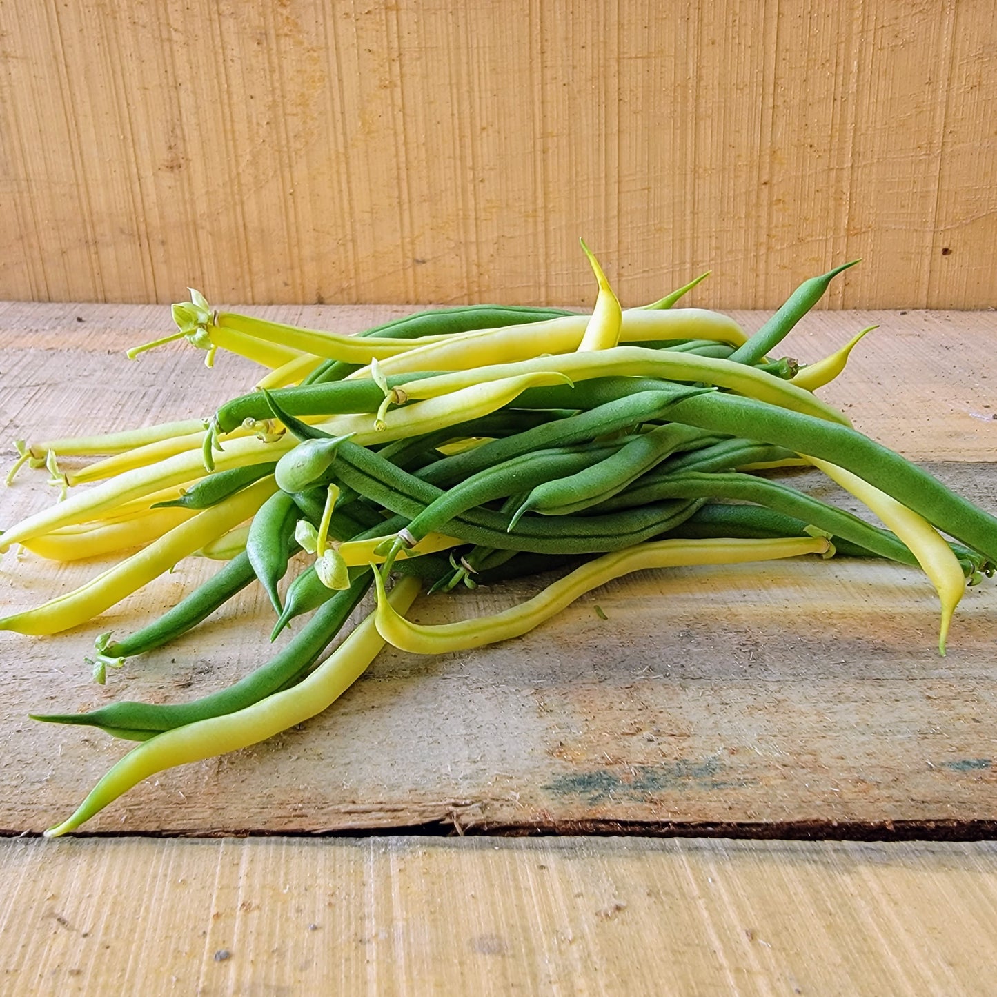 Haricots