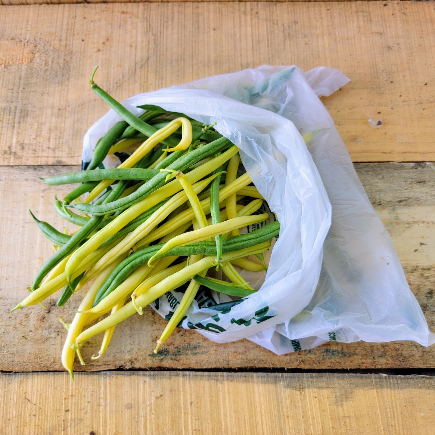 Haricots