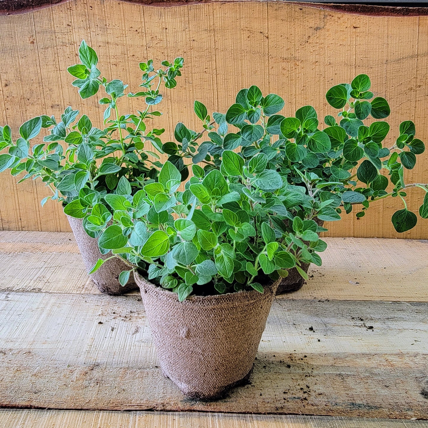 Origan - Pot