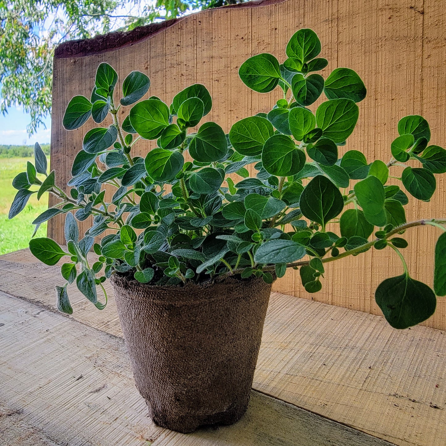 Origan - Pot