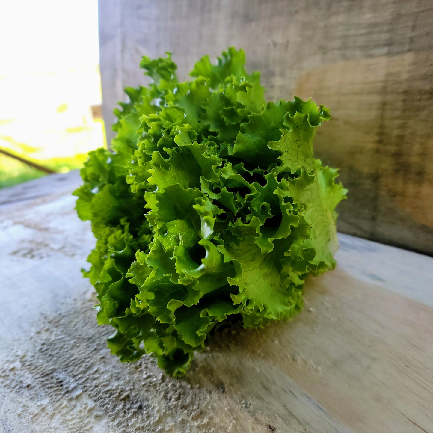 Laitue - Frisée