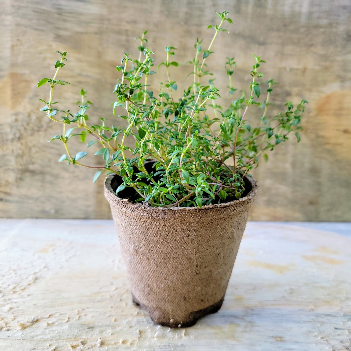 Thym - Pot