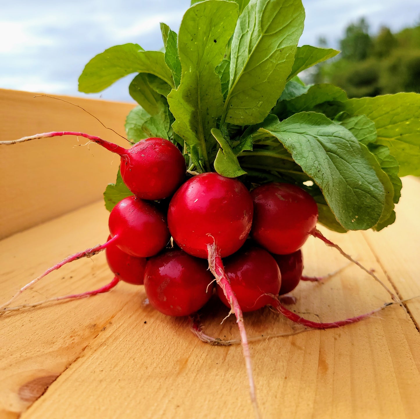 Radis - Feuillus