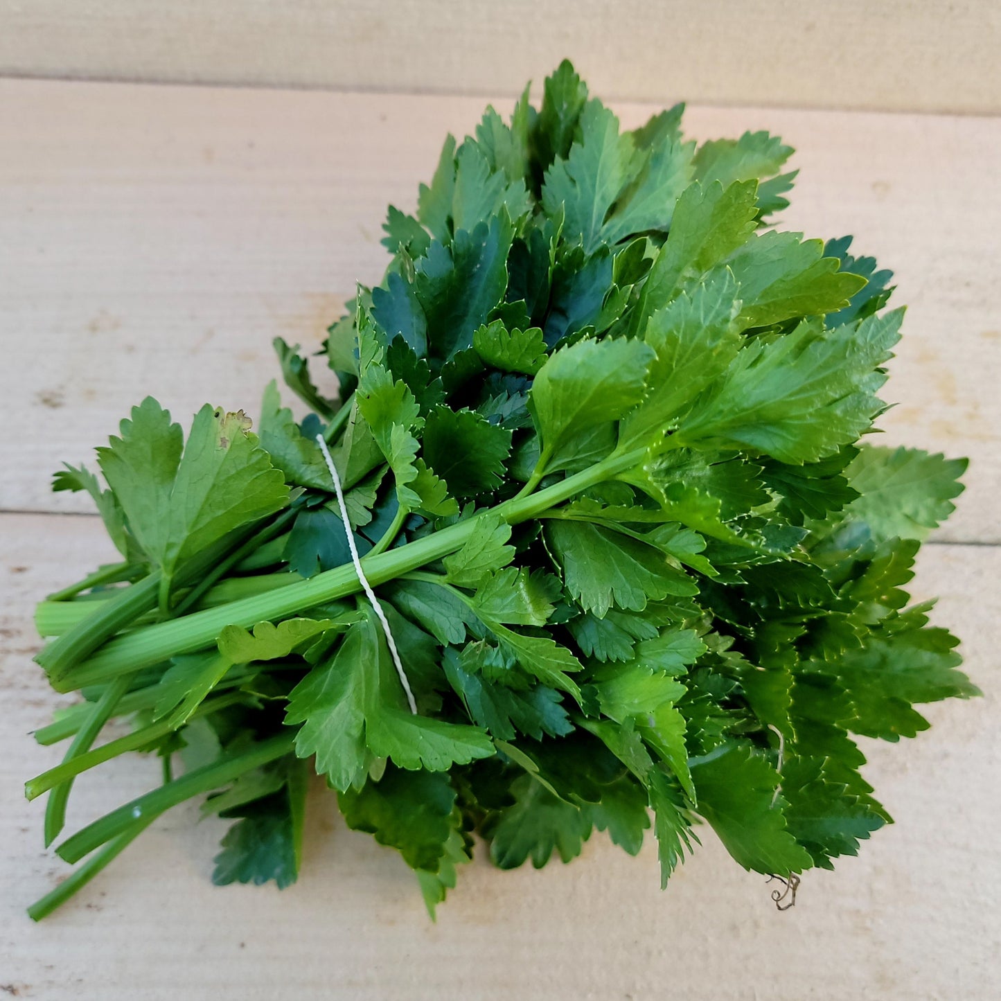 Céleri feuille