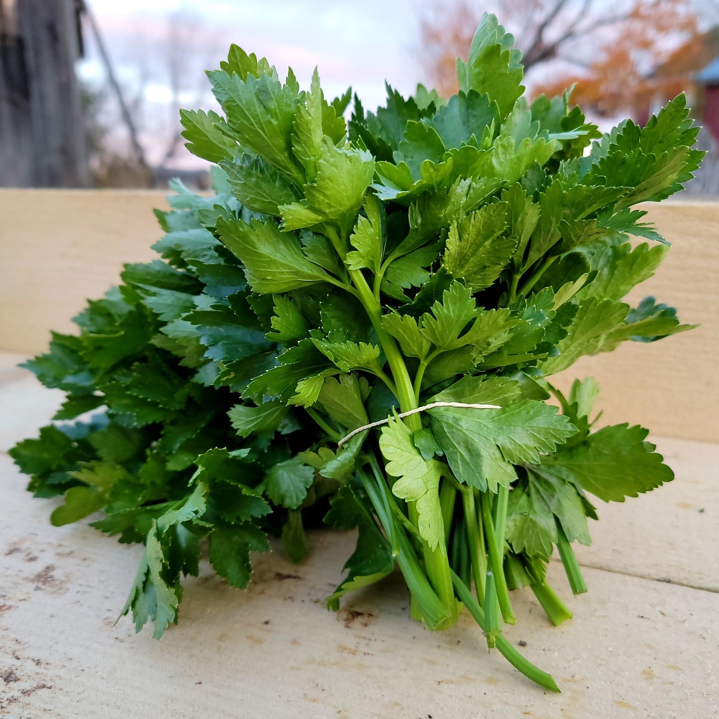 Céleri feuille