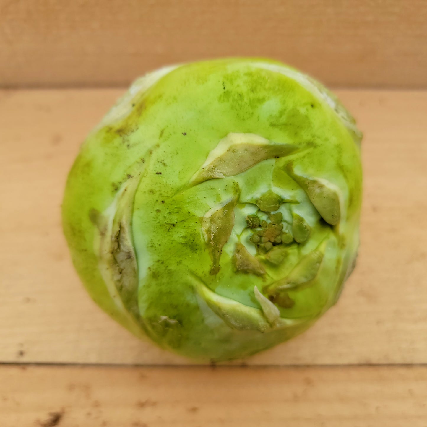Kohlrabi - Biologique