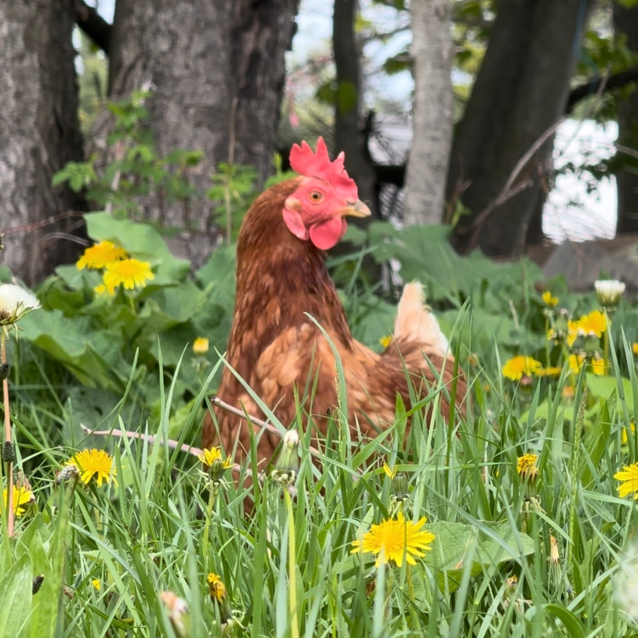 Oeufs de pâturage
