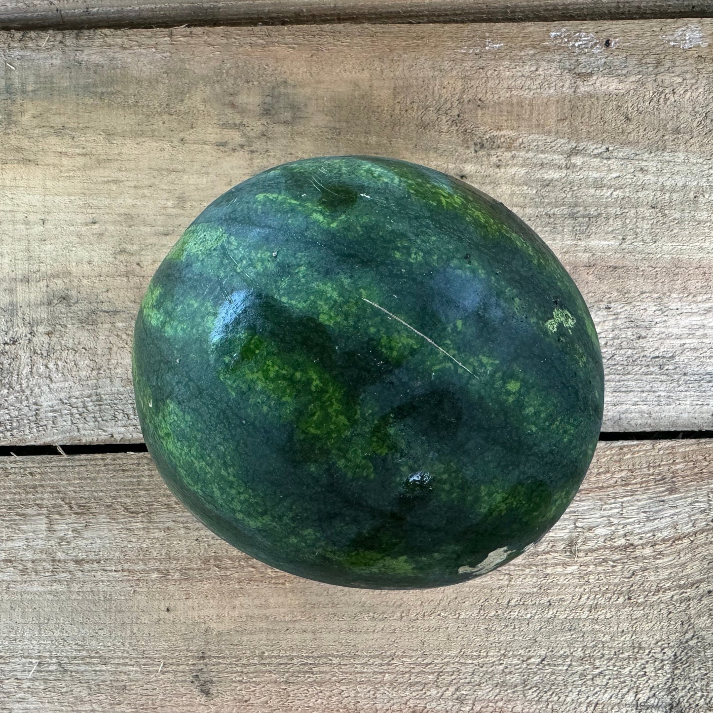 Melon d'eau