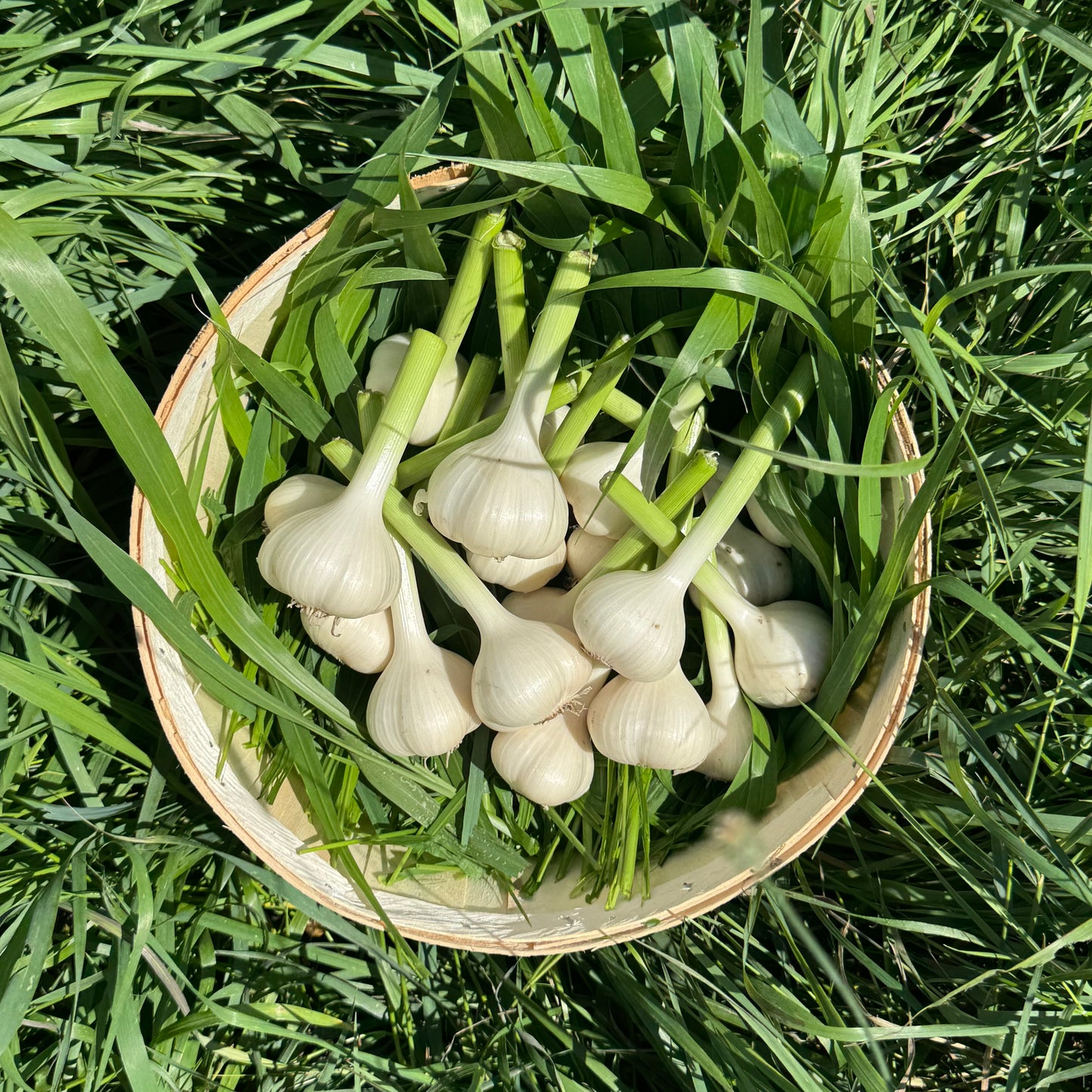 Garlic - Fresh