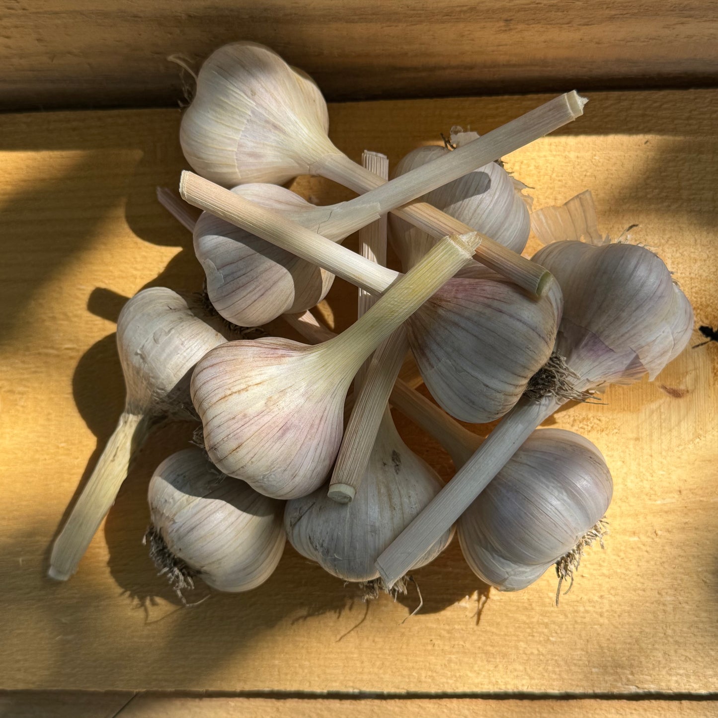 Ail - Séché