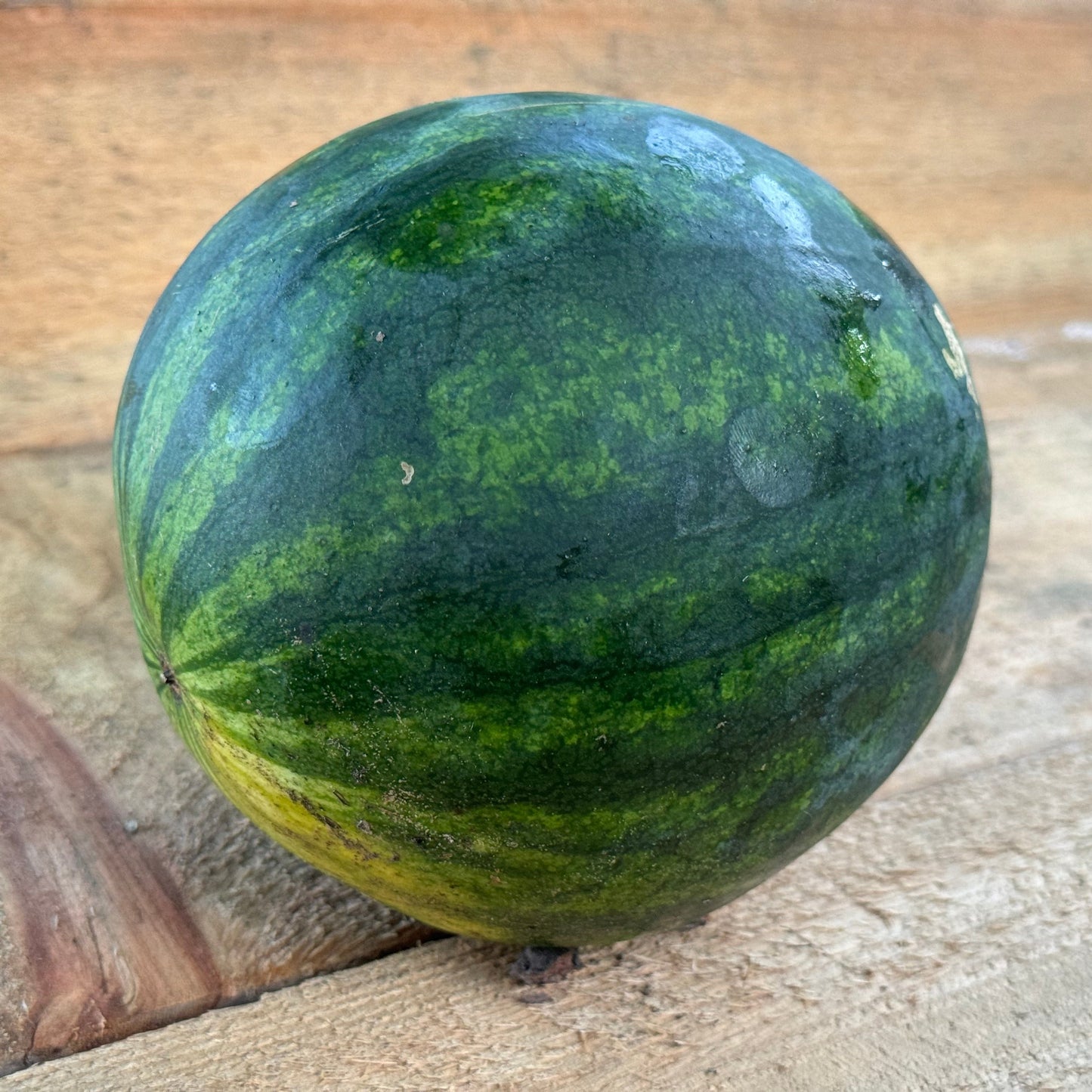 Melon d'eau