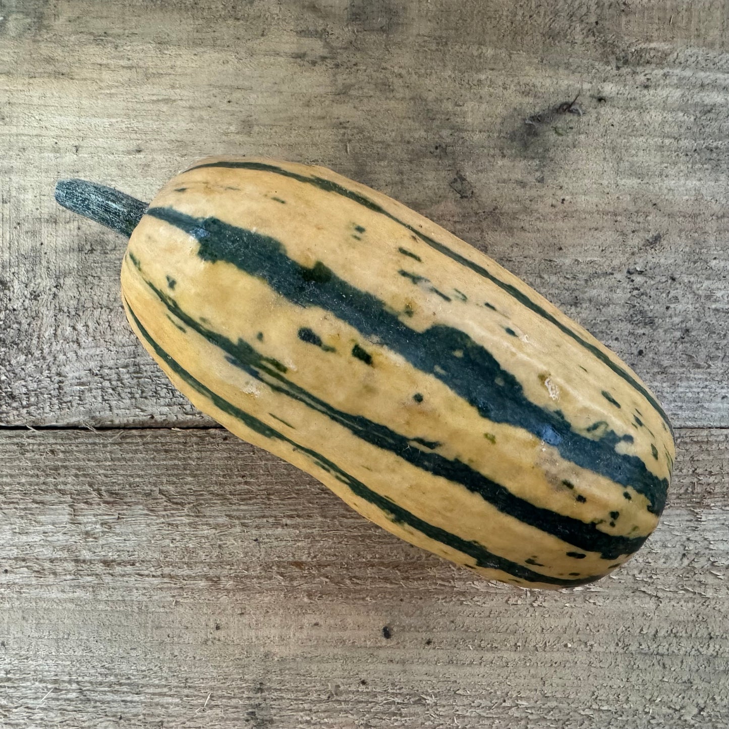 Courge - Delicata