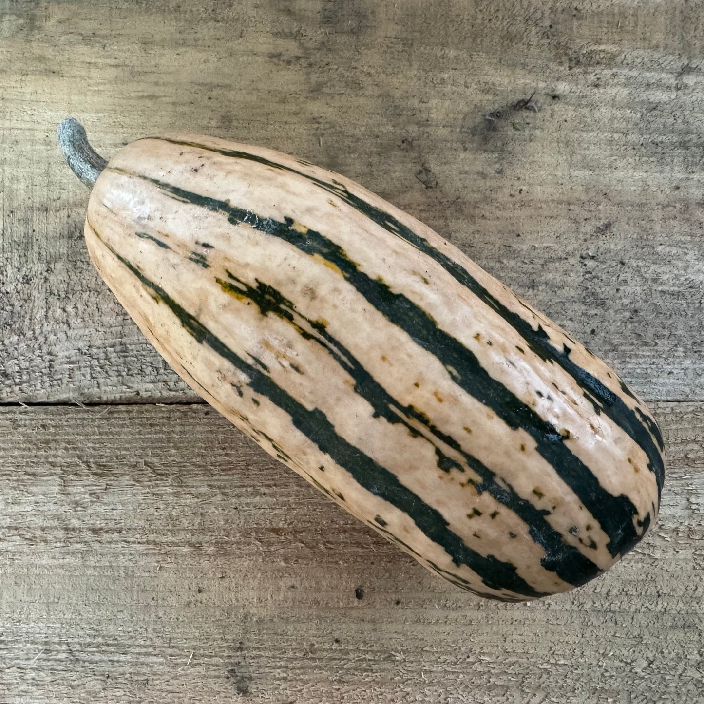 Courge - Delicata