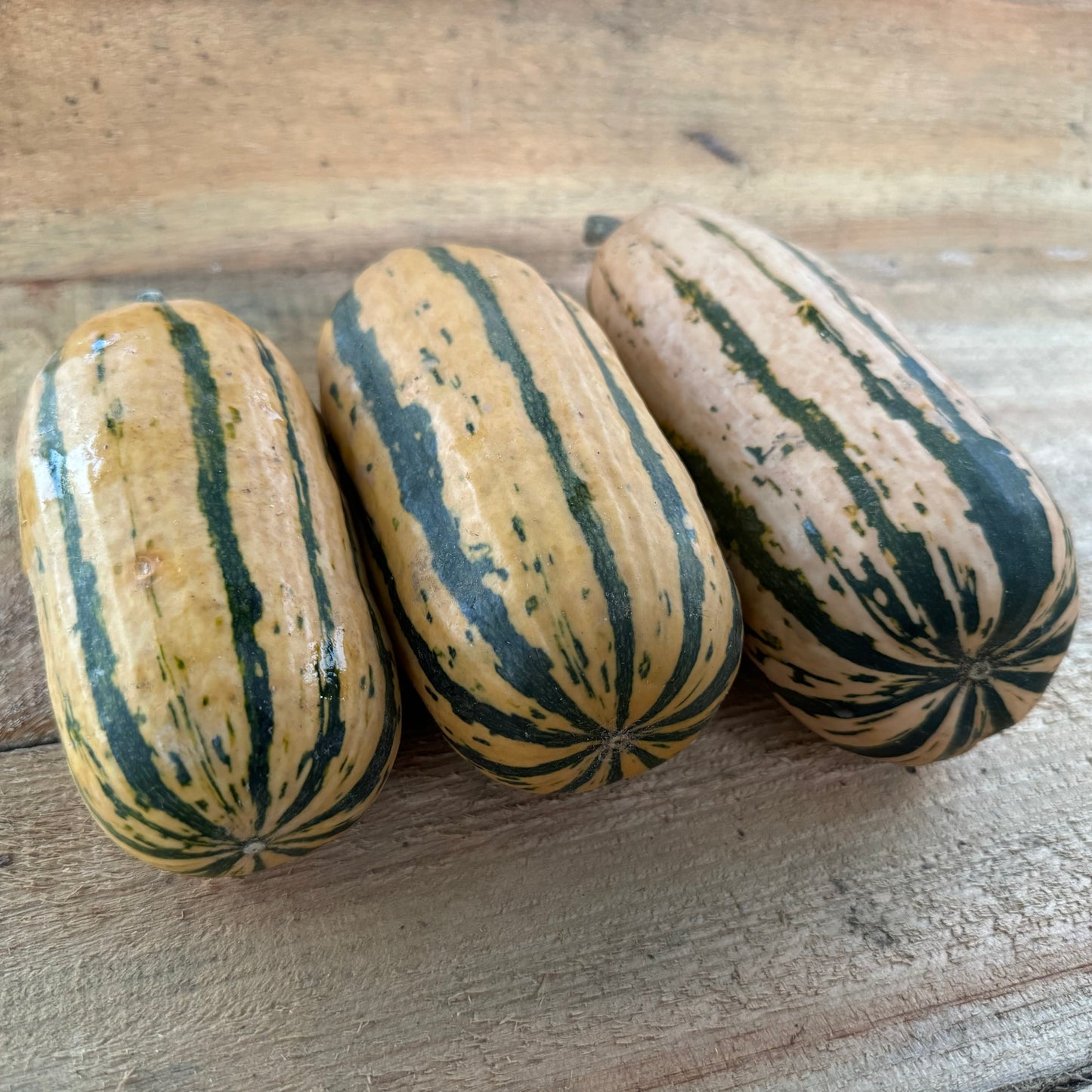 Courge - Delicata