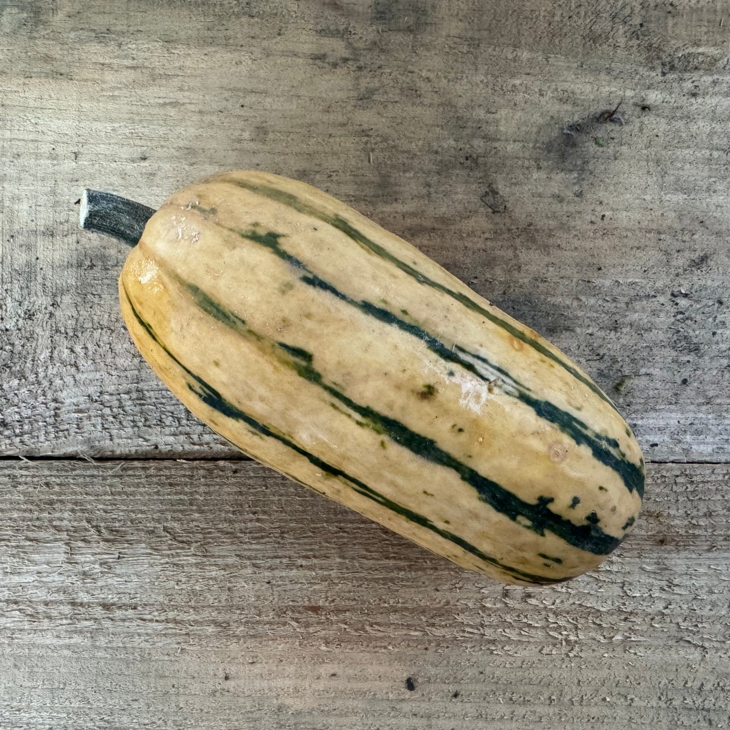 Courge - Delicata
