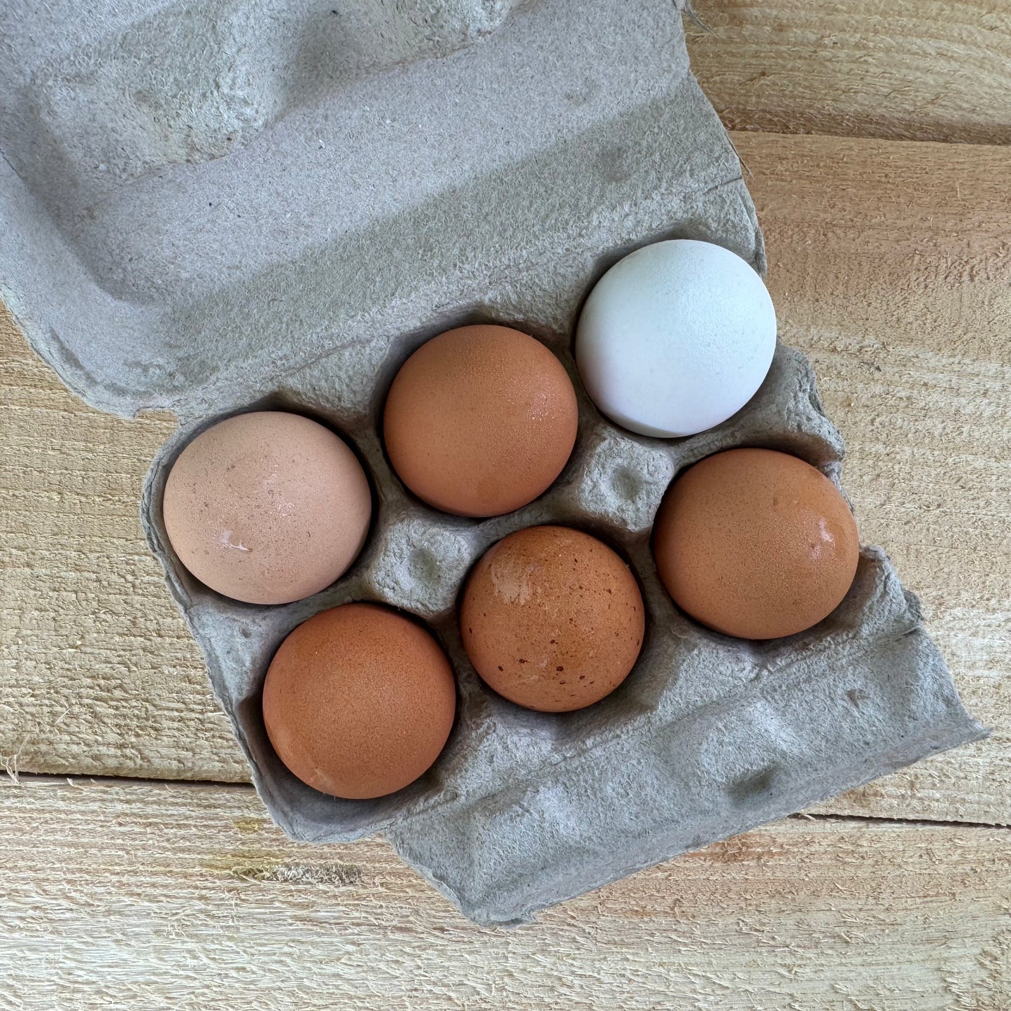 Oeufs de pâturage