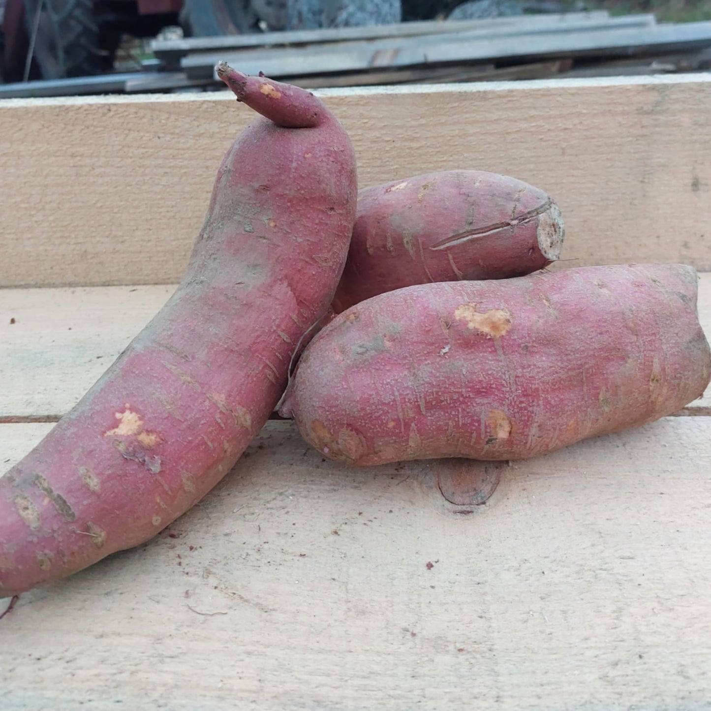 Patate douce - Biologique