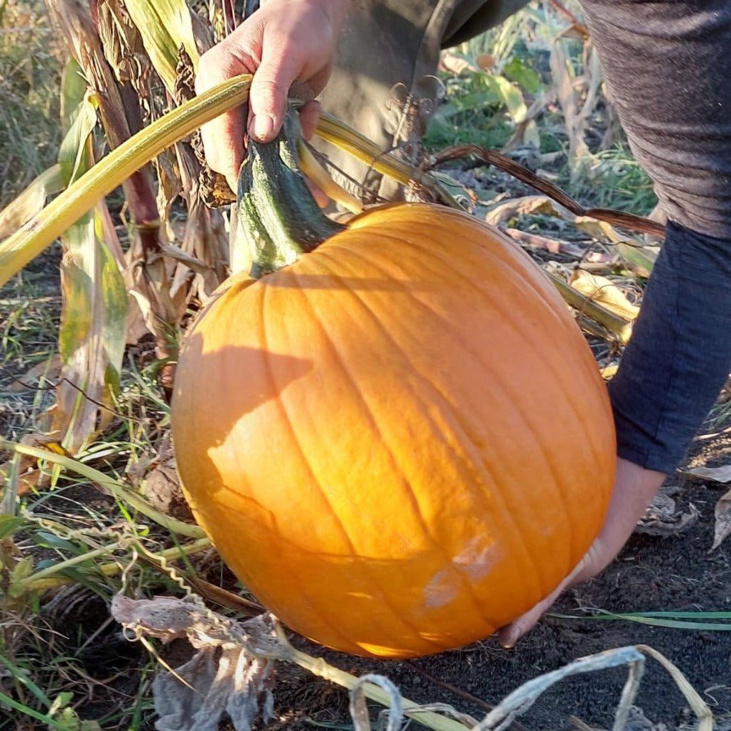 Citrouille - Halloween