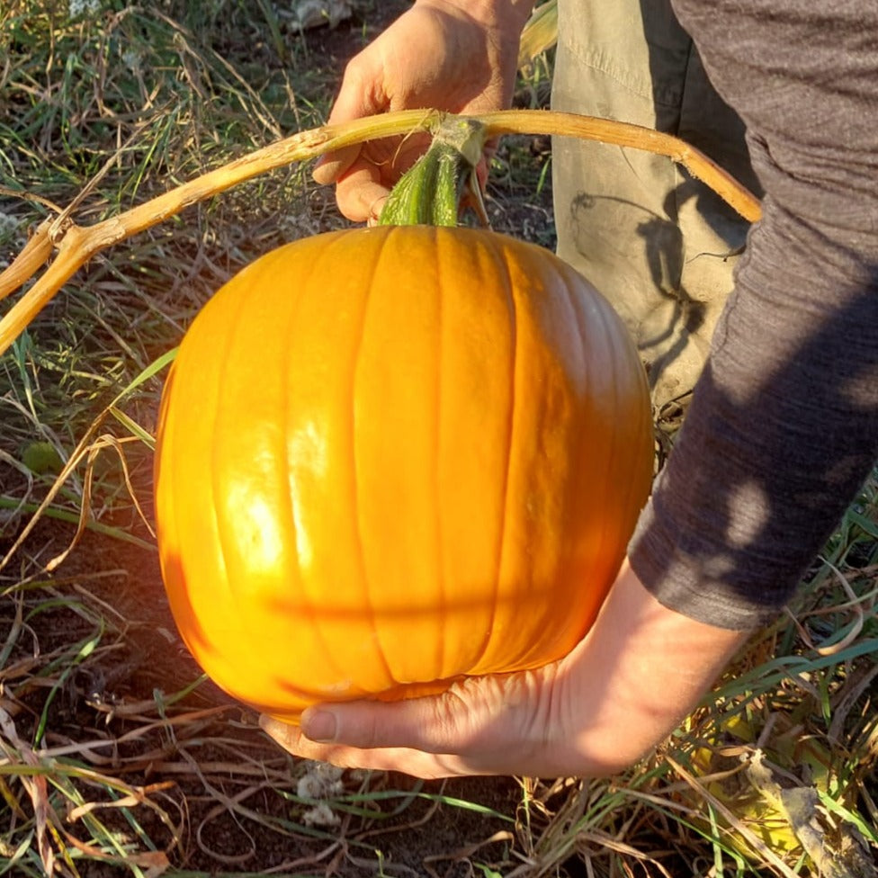 Citrouille - Halloween