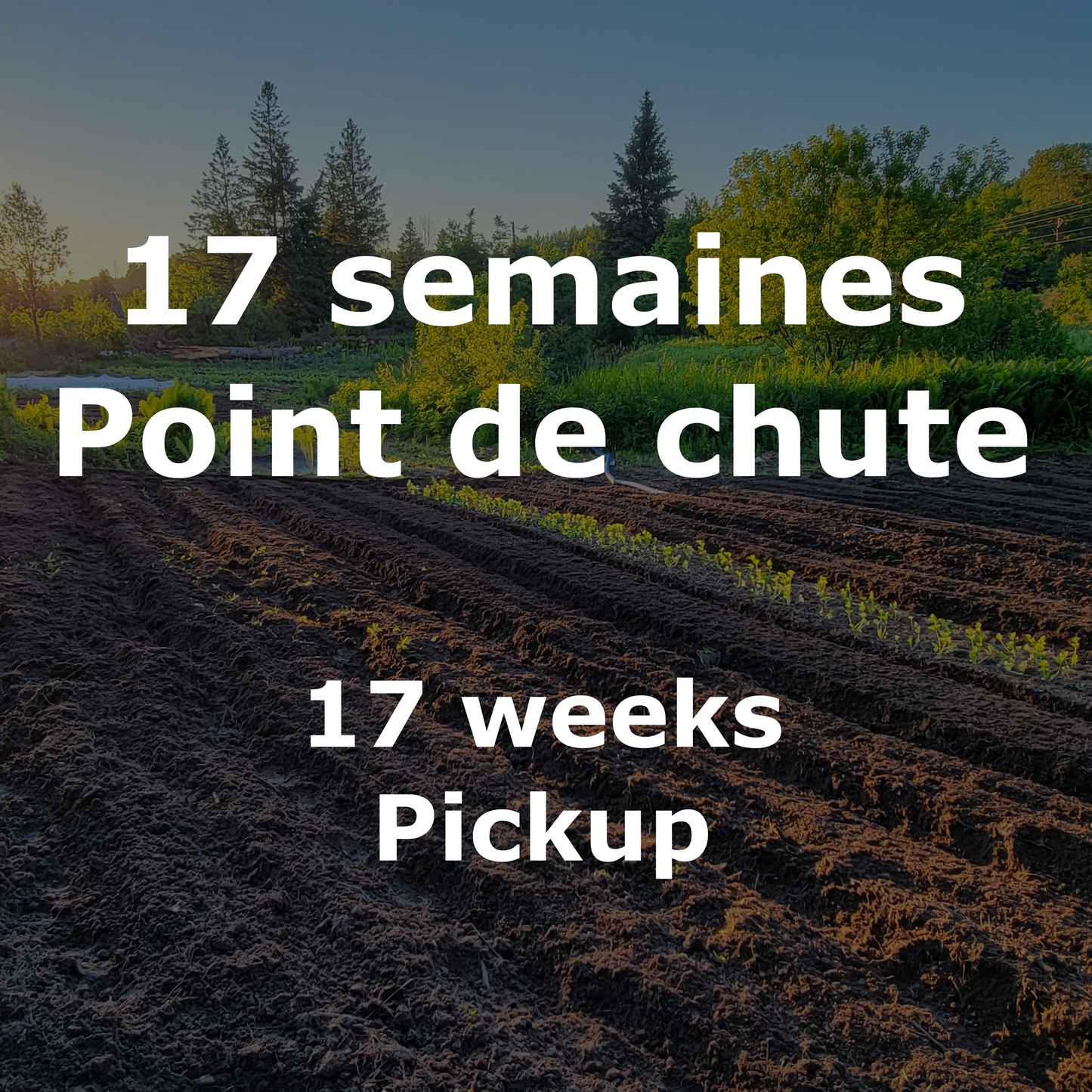 Vegetable basket - 17 weeks - Pickup