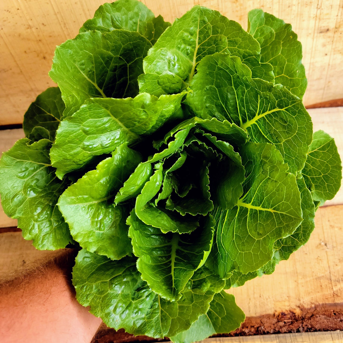 Laitue - Romaine
