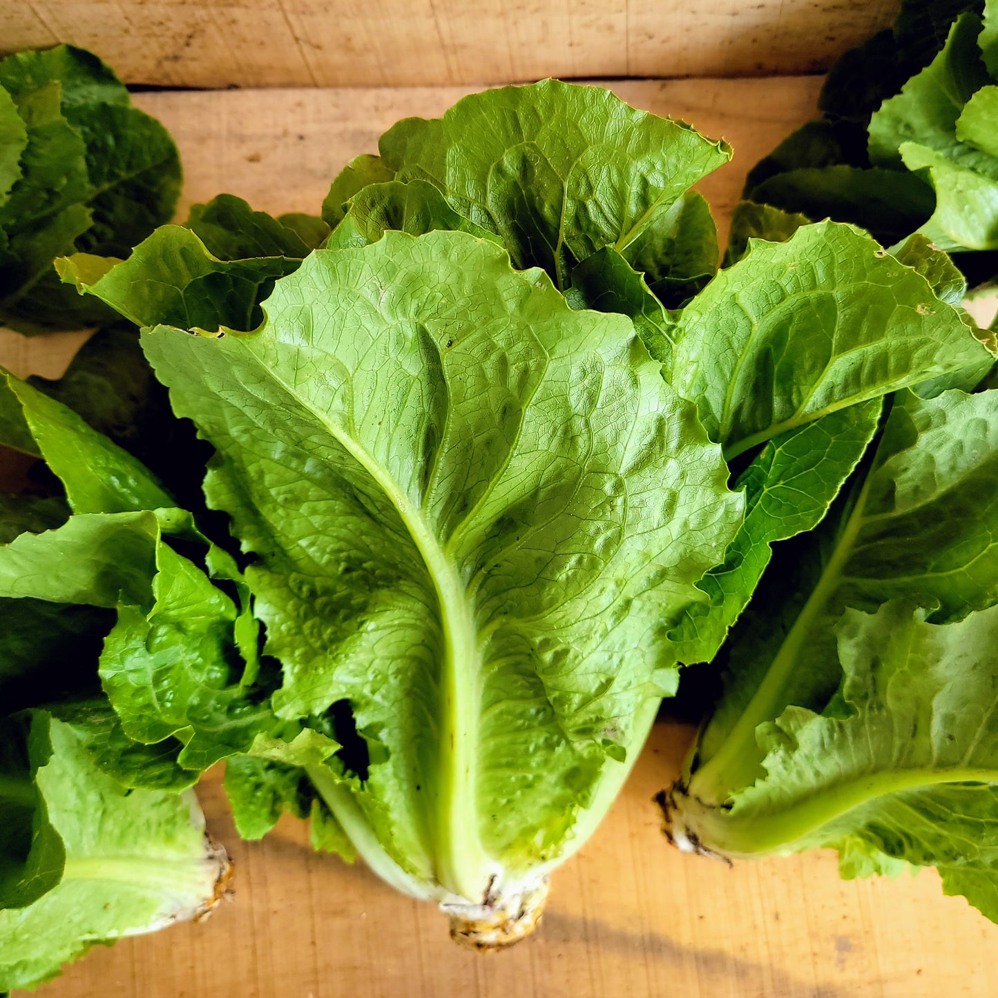 Laitue - Romaine