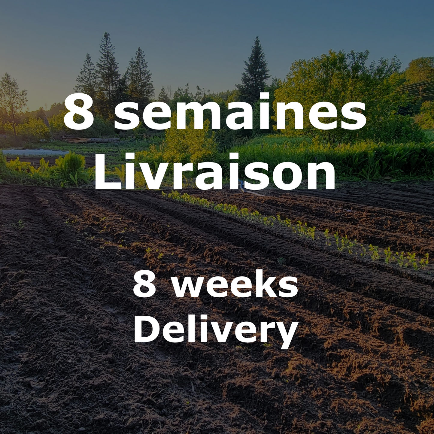 Vegetable basket - 8 weeks - Delivery