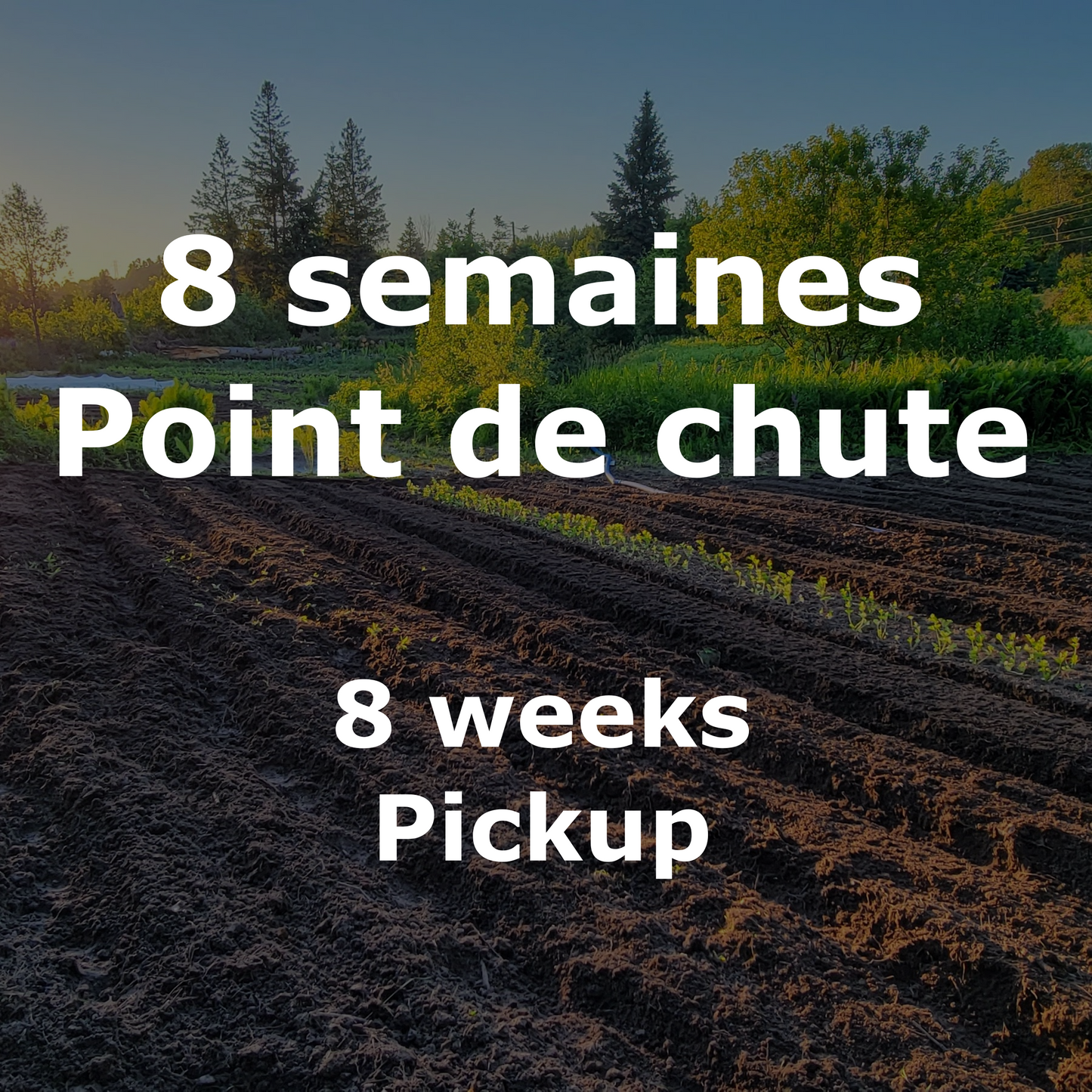 Panier de légumes - 8 semaines - Point de chute