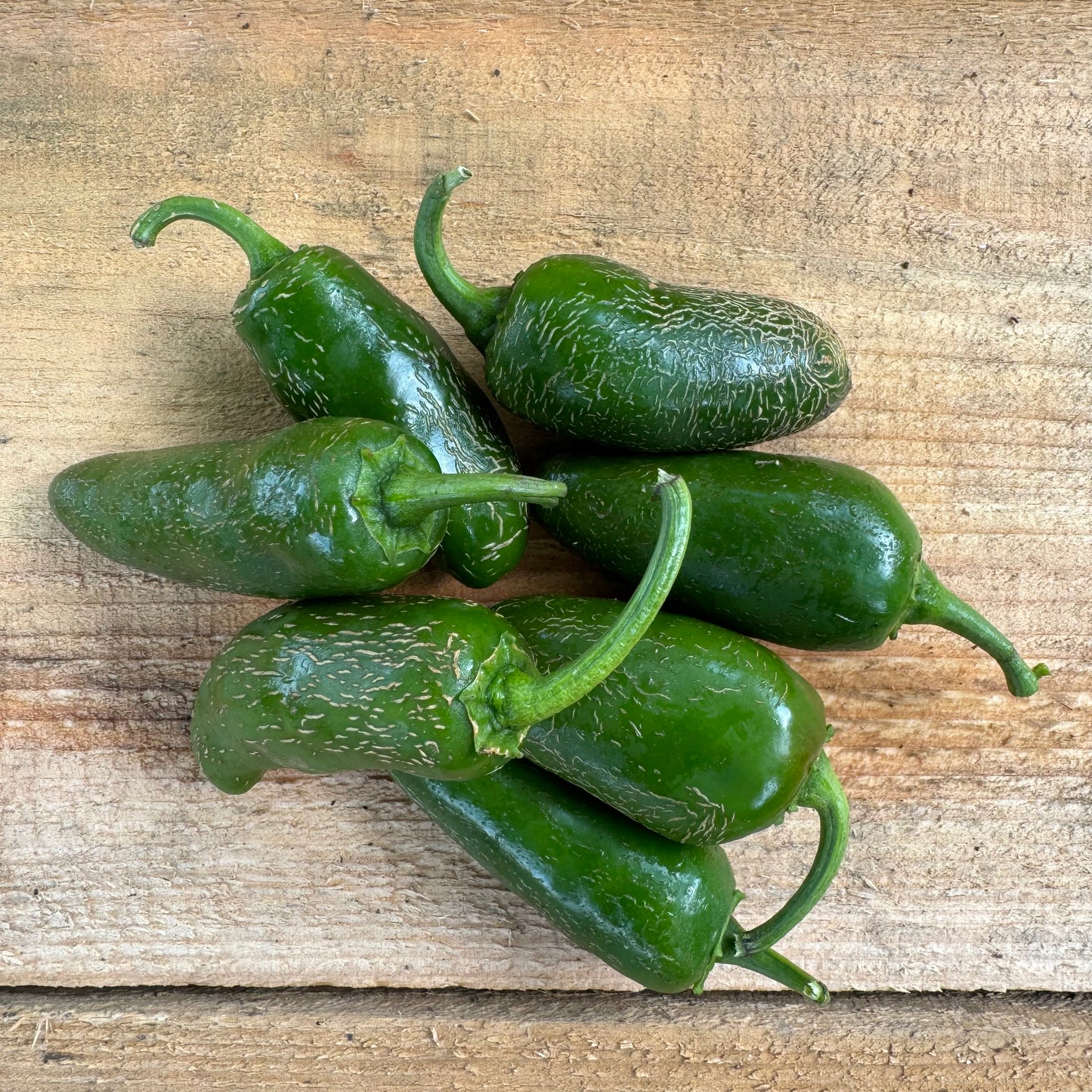 Hot Pepper - Jalapeño