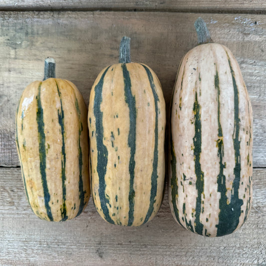 Courge - Delicata