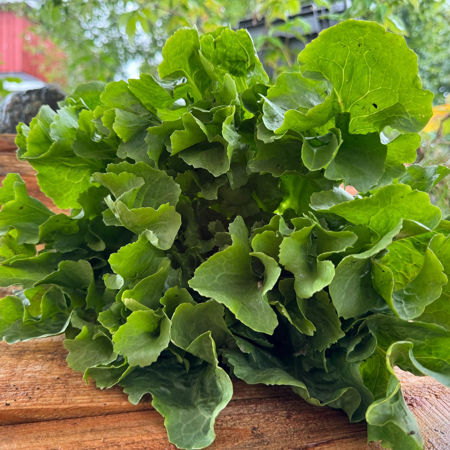 Chicory - Escarole