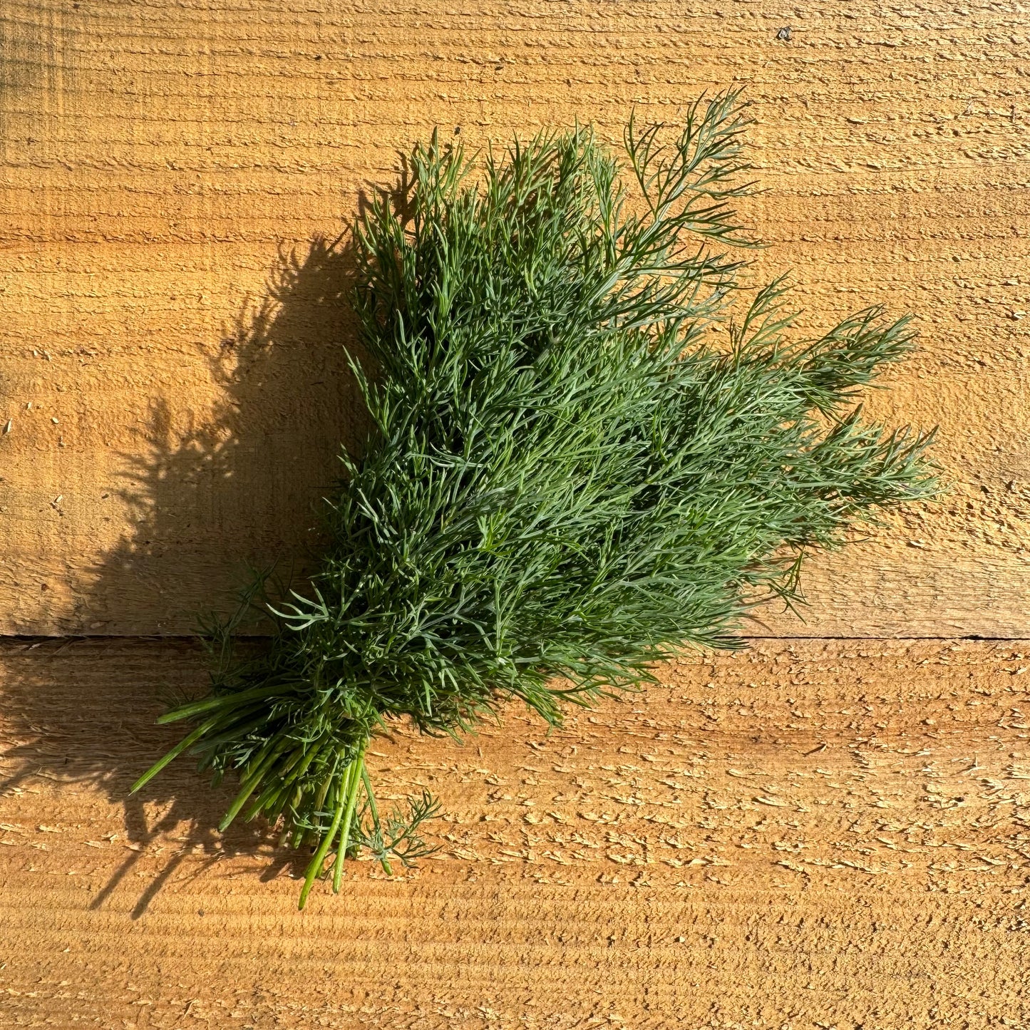 Dill