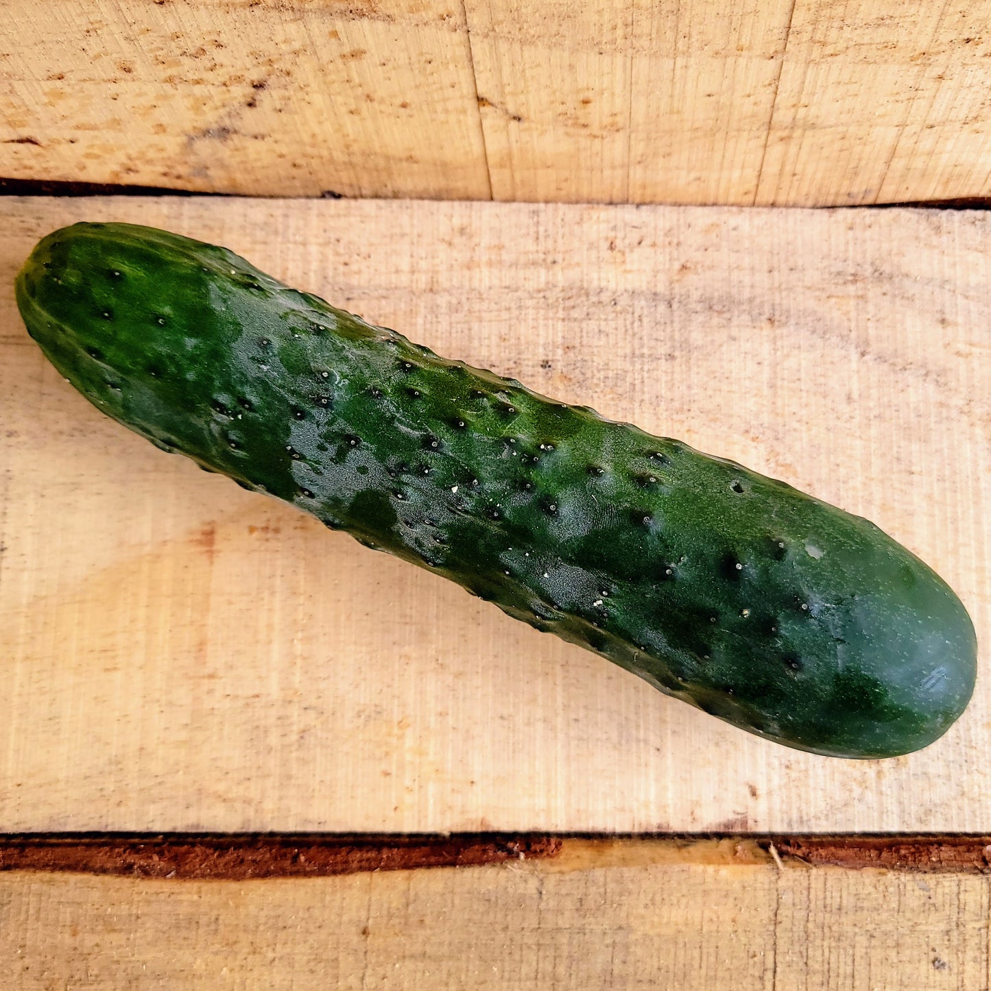 Cucumber - Organic