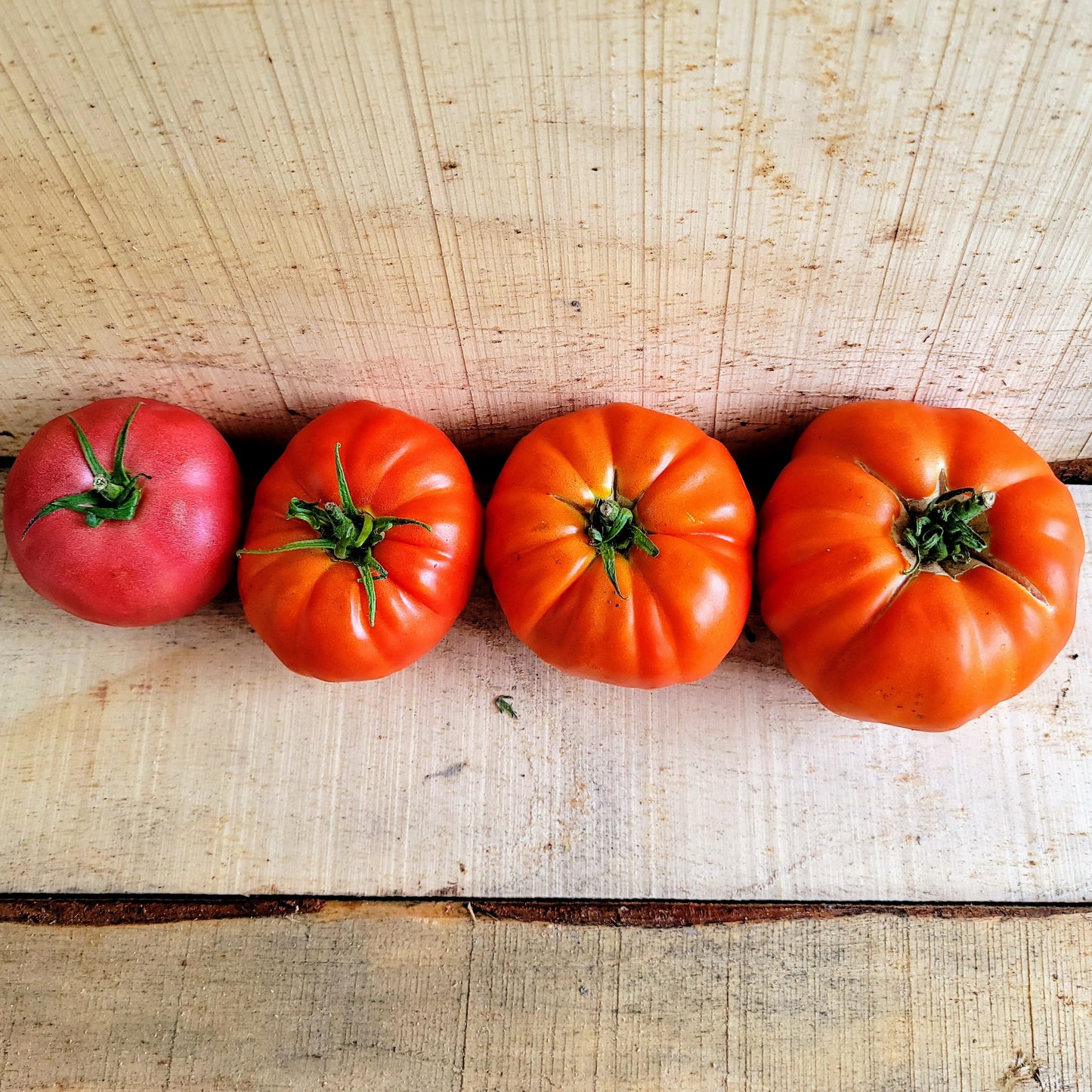Tomato - Organic