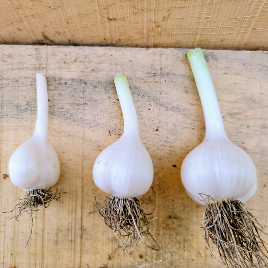 Garlic - Fresh