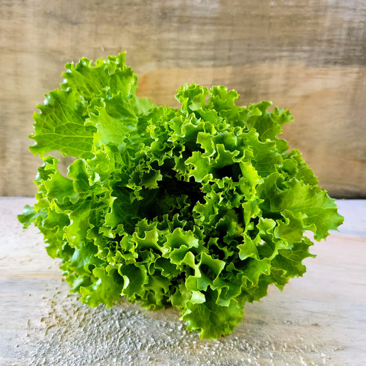 Lettuce - Curly